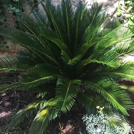 Апартаменты Okrug Gornji 3 *